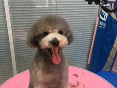 -瑞派·关忠动物医院·猫专科·犬专科(三环新城店)