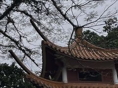 -深圳仙湖植物园