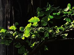 -上海佘山国家森林公园天马山园