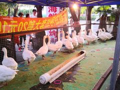 -大鹅岛绿色生态美食园