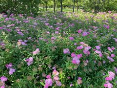 -贡湖湾湿地公园