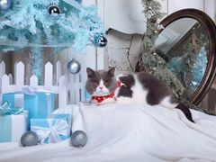 -超宠爱宠物摄影-Super pet