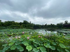 -桃花岛景观公园