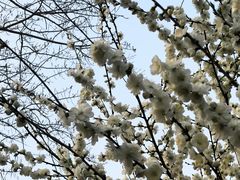 -龙湖星悦荟(颐和店)