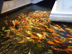 -龙悦湾酒家·八阵鱼生·渔人码头店