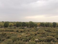 -金塔沙漠胡杨林景区