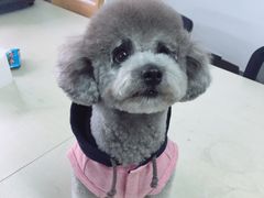 -Oh My Dog宠物沙龙(伊珊娜皮毛护理店)