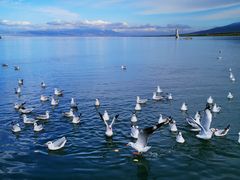 -青海湖国家重点风景名胜区