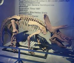 -恐龙探索乐园(磁器口店)