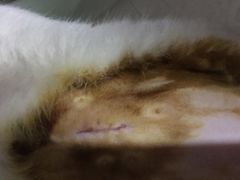 -狗舍宠物医院(四季商业广场店)