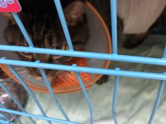 -瑞鹏宠物医院·内科·中兽医·骨科(苗圃店)