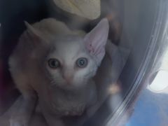 -创凡宠物医院·骨专科  猫科中心(西乡分院)