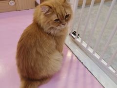 -爪爪喵星球·猫舍(前海卓越店)