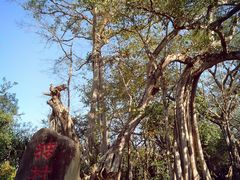 景点-瑞丽独树成林风景区