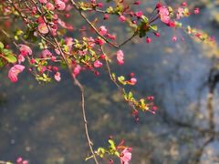 -莫愁湖公园