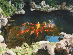 -鲤院·新中式美学·庭院餐厅(夫子庙店)
