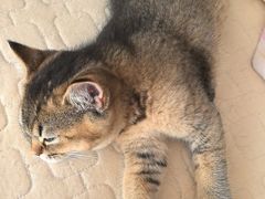 -天宠宠物医院24小时·急重症诊疗中心·全科·腔镜特色(和平分院)