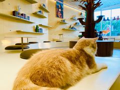 -飞行喵MR PILOT|猫舍·猫咖(静安大融城店)