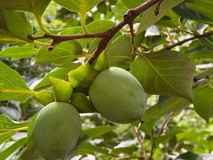 -东天目山风景区