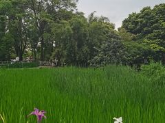 -成都市活水公园