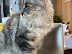 -御宝贝·A梦猫科宠物医院(国际猫友好医院)