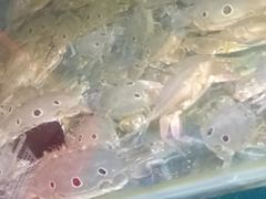 -蟹老板的海鲜