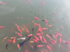 -金城公园
