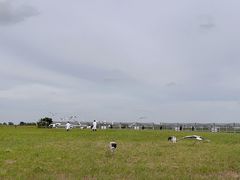 -盐城丹顶鹤湿地生态旅游区