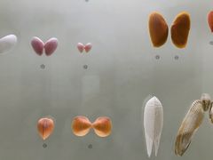 -青岛贝壳博物馆