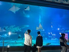 -烟台海昌鲸鲨海洋公园