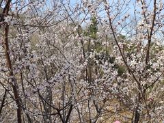 -北京西山国家森林公园