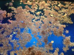 -珠海长隆海洋王国