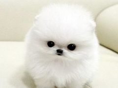 -momokira米努特·德文卷毛猫·棉花面纱犬