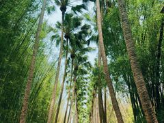 -中国科学院西双版纳热带植物园