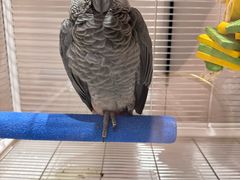 -爱侣宠医·鹦鹉专科·小型哺乳类·异宠专科(灵石路店)