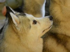 -Husky Go! 哈士奇体验馆·宠物咖啡厅狗咖