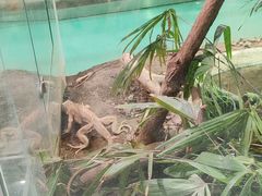 -上海大自然野生昆虫馆(东方明珠·爬宠昆虫探索中心)