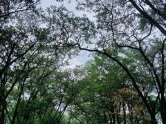 -红花山公园
