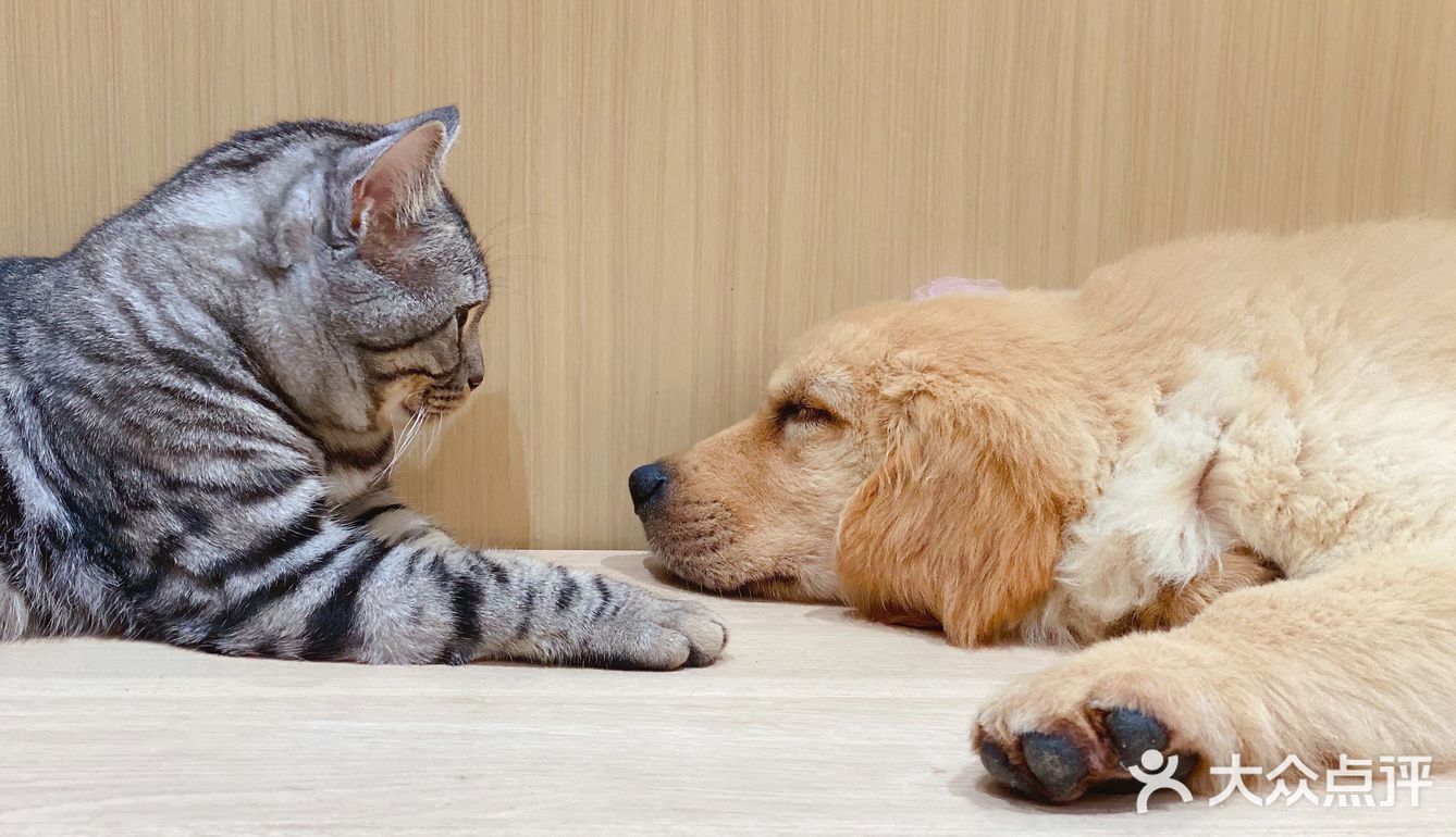 【宠咖乐园】今天是带了发卡的小金毛🐶
