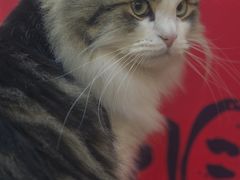 -柴迷FANS CLUB·柴犬狗咖·猫咖