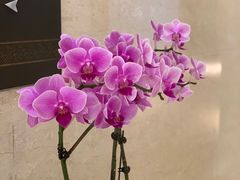 -苏州香山国际大酒店