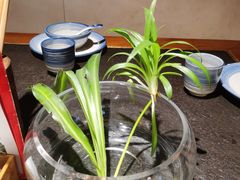 -老灶房-四川土菜(开元店)