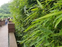 -重庆彩云湖湿地公园