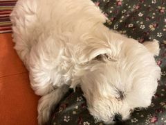 -瑞派宠物医院·犬猫全科·猫友好(宾水西道店)