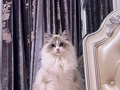 -佳雯宠物医院·皮肤科·内外科(春晓路分院)