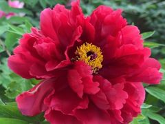 -洛阳市隋唐城遗址植物园