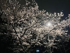 -武汉大学-樱园