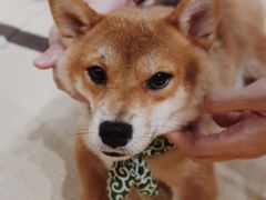 -逗柴咖啡屋·狗咖猫咖宠物桌游