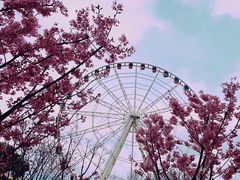 -顾村公园