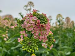 -中国天府农业博览园